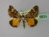  ( - BC ZSM Lep 24805)  @11 [ ] CreativeCommons - Attribution Non-Commercial Share-Alike (2010) Unspecified SNSB, Zoologische Staatssammlung Muenchen