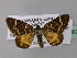  ( - BC ZSM Lep 24807)  @13 [ ] CreativeCommons - Attribution Non-Commercial Share-Alike (2010) Unspecified SNSB, Zoologische Staatssammlung Muenchen