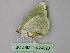  ( - BC ZSM Lep 24823)  @12 [ ] CreativeCommons - Attribution Non-Commercial Share-Alike (2010) Unspecified SNSB, Zoologische Staatssammlung Muenchen