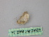  (Leptostales AH01Pe - BC ZSM Lep 24835)  @12 [ ] CreativeCommons - Attribution Non-Commercial Share-Alike (2010) Unspecified SNSB, Zoologische Staatssammlung Muenchen