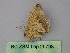  ( - BC ZSM Lep 25798)  @12 [ ] CreativeCommons - Attribution Non-Commercial Share-Alike (2010) Unspecified SNSB, Zoologische Staatssammlung Muenchen
