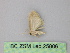  ( - BC ZSM Lep 25806)  @12 [ ] CreativeCommons - Attribution Non-Commercial Share-Alike (2010) Unspecified SNSB, Zoologische Staatssammlung Muenchen
