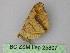  ( - BC ZSM Lep 25807)  @12 [ ] CreativeCommons - Attribution Non-Commercial Share-Alike (2010) Unspecified SNSB, Zoologische Staatssammlung Muenchen