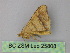  ( - BC ZSM Lep 25808)  @12 [ ] CreativeCommons - Attribution Non-Commercial Share-Alike (2010) Unspecified SNSB, Zoologische Staatssammlung Muenchen