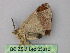  ( - BC ZSM Lep 25810)  @12 [ ] CreativeCommons - Attribution Non-Commercial Share-Alike (2010) Unspecified SNSB, Zoologische Staatssammlung Muenchen