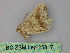  (Macaria AH23Pe - BC ZSM Lep 25817)  @12 [ ] CreativeCommons - Attribution Non-Commercial Share-Alike (2010) Unspecified SNSB, Zoologische Staatssammlung Muenchen