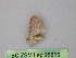  ( - BC ZSM Lep 25825)  @12 [ ] CreativeCommons - Attribution Non-Commercial Share-Alike (2010) Unspecified SNSB, Zoologische Staatssammlung Muenchen