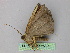  ( - BC ZSM Lep 25829)  @12 [ ] CreativeCommons - Attribution Non-Commercial Share-Alike (2010) Unspecified SNSB, Zoologische Staatssammlung Muenchen