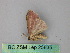  (Cyclophora AH09Pe - BC ZSM Lep 25835)  @13 [ ] CreativeCommons - Attribution Non-Commercial Share-Alike (2010) Unspecified SNSB, Zoologische Staatssammlung Muenchen
