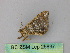  (Macaria AH17Pe - BC ZSM Lep 25837)  @13 [ ] CreativeCommons - Attribution Non-Commercial Share-Alike (2010) Unspecified SNSB, Zoologische Staatssammlung Muenchen