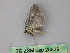  ( - BC ZSM Lep 25839)  @12 [ ] CreativeCommons - Attribution Non-Commercial Share-Alike (2010) Unspecified SNSB, Zoologische Staatssammlung Muenchen
