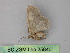  ( - BC ZSM Lep 25840)  @12 [ ] CreativeCommons - Attribution Non-Commercial Share-Alike (2010) Unspecified SNSB, Zoologische Staatssammlung Muenchen