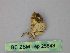  ( - BC ZSM Lep 25848)  @12 [ ] CreativeCommons - Attribution Non-Commercial Share-Alike (2010) Unspecified SNSB, Zoologische Staatssammlung Muenchen