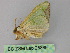  ( - BC ZSM Lep 25869)  @12 [ ] CreativeCommons - Attribution Non-Commercial Share-Alike (2010) Unspecified SNSB, Zoologische Staatssammlung Muenchen