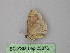  ( - BC ZSM Lep 25876)  @13 [ ] CreativeCommons - Attribution Non-Commercial Share-Alike (2010) Unspecified SNSB, Zoologische Staatssammlung Muenchen