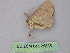  ( - BC ZSM Lep 25885)  @12 [ ] CreativeCommons - Attribution Non-Commercial Share-Alike (2010) Unspecified SNSB, Zoologische Staatssammlung Muenchen