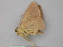  ( - BC ZSM Lep 25895)  @13 [ ] CreativeCommons - Attribution Non-Commercial Share-Alike (2010) Unspecified SNSB, Zoologische Staatssammlung Muenchen