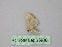  (Leptostales AH02Pe - BC ZSM Lep 25908)  @13 [ ] CreativeCommons - Attribution Non-Commercial Share-Alike (2010) Unspecified SNSB, Zoologische Staatssammlung Muenchen