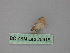  ( - BC ZSM Lep 25916)  @12 [ ] CreativeCommons - Attribution Non-Commercial Share-Alike (2010) Unspecified SNSB, Zoologische Staatssammlung Muenchen