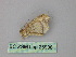  ( - BC ZSM Lep 25936)  @12 [ ] CreativeCommons - Attribution Non-Commercial Share-Alike (2010) Unspecified SNSB, Zoologische Staatssammlung Muenchen