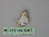  (Leuciris AH01EcPe - BC ZSM Lep 25937)  @12 [ ] CreativeCommons - Attribution Non-Commercial Share-Alike (2010) Unspecified SNSB, Zoologische Staatssammlung Muenchen