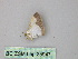  (Leuciris AH03Pe - BC ZSM Lep 25947)  @11 [ ] CreativeCommons - Attribution Non-Commercial Share-Alike (2010) Unspecified SNSB, Zoologische Staatssammlung Muenchen