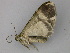  (Euphyia cinerascensAH01Pe - BC ZSM Lep 25952)  @12 [ ] CreativeCommons - Attribution Non-Commercial Share-Alike (2010) Unspecified SNSB, Zoologische Staatssammlung Muenchen