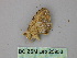  ( - BC ZSM Lep 25953)  @12 [ ] CreativeCommons - Attribution Non-Commercial Share-Alike (2010) Unspecified SNSB, Zoologische Staatssammlung Muenchen