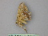  ( - BC ZSM Lep 25954)  @12 [ ] CreativeCommons - Attribution Non-Commercial Share-Alike (2010) Unspecified SNSB, Zoologische Staatssammlung Muenchen