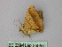  ( - BC ZSM Lep 25955)  @12 [ ] CreativeCommons - Attribution Non-Commercial Share-Alike (2010) Unspecified SNSB, Zoologische Staatssammlung Muenchen