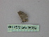  ( - BC ZSM Lep 25959)  @12 [ ] CreativeCommons - Attribution Non-Commercial Share-Alike (2010) Unspecified SNSB, Zoologische Staatssammlung Muenchen