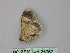  ( - BC ZSM Lep 25962)  @12 [ ] CreativeCommons - Attribution Non-Commercial Share-Alike (2010) Unspecified SNSB, Zoologische Staatssammlung Muenchen