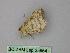  ( - BC ZSM Lep 25964)  @12 [ ] CreativeCommons - Attribution Non-Commercial Share-Alike (2010) Unspecified SNSB, Zoologische Staatssammlung Muenchen