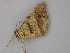  ( - BC ZSM Lep 25965)  @13 [ ] CreativeCommons - Attribution Non-Commercial Share-Alike (2010) Unspecified SNSB, Zoologische Staatssammlung Muenchen