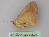  ( - BC ZSM Lep 25970)  @12 [ ] CreativeCommons - Attribution Non-Commercial Share-Alike (2010) Unspecified SNSB, Zoologische Staatssammlung Muenchen