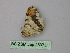  (Macaria AH09Pe - BC ZSM Lep 25973)  @12 [ ] CreativeCommons - Attribution Non-Commercial Share-Alike (2010) Unspecified SNSB, Zoologische Staatssammlung Muenchen