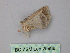  (Isochromodes AH01Pe - BC ZSM Lep 25988)  @12 [ ] CreativeCommons - Attribution Non-Commercial Share-Alike (2010) Unspecified SNSB, Zoologische Staatssammlung Muenchen