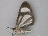  ( - BC ZSM Lep 25992)  @13 [ ] CreativeCommons - Attribution Non-Commercial Share-Alike (2010) Unspecified SNSB, Zoologische Staatssammlung Muenchen