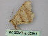  ( - BC ZSM Lep 25993)  @13 [ ] CreativeCommons - Attribution Non-Commercial Share-Alike (2010) Unspecified SNSB, Zoologische Staatssammlung Muenchen