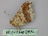  (Macaria AH08Pe - BC ZSM Lep 25994)  @13 [ ] CreativeCommons - Attribution Non-Commercial Share-Alike (2010) Unspecified SNSB, Zoologische Staatssammlung Muenchen