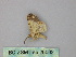  ( - BC ZSM Lep 26002)  @12 [ ] CreativeCommons - Attribution Non-Commercial Share-Alike (2010) Unspecified SNSB, Zoologische Staatssammlung Muenchen