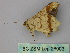  ( - BC ZSM Lep 26003)  @12 [ ] CreativeCommons - Attribution Non-Commercial Share-Alike (2010) Unspecified SNSB, Zoologische Staatssammlung Muenchen
