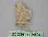 ( - BC ZSM Lep 26004)  @12 [ ] CreativeCommons - Attribution Non-Commercial Share-Alike (2010) Unspecified SNSB, Zoologische Staatssammlung Muenchen