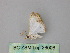  ( - BC ZSM Lep 26006)  @12 [ ] CreativeCommons - Attribution Non-Commercial Share-Alike (2010) Unspecified SNSB, Zoologische Staatssammlung Muenchen