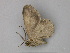  ( - BC ZSM Lep 26007)  @13 [ ] CreativeCommons - Attribution Non-Commercial Share-Alike (2010) Unspecified SNSB, Zoologische Staatssammlung Muenchen