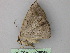  ( - BC ZSM Lep 26049)  @12 [ ] CreativeCommons - Attribution Non-Commercial Share-Alike (2010) Unspecified SNSB, Zoologische Staatssammlung Muenchen
