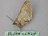  ( - BC ZSM Lep 26054)  @12 [ ] CreativeCommons - Attribution Non-Commercial Share-Alike (2010) Unspecified SNSB, Zoologische Staatssammlung Muenchen