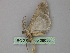  ( - BC ZSM Lep 26056)  @12 [ ] CreativeCommons - Attribution Non-Commercial Share-Alike (2010) Unspecified SNSB, Zoologische Staatssammlung Muenchen