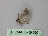  ( - BC ZSM Lep 26060)  @12 [ ] CreativeCommons - Attribution Non-Commercial Share-Alike (2010) Unspecified SNSB, Zoologische Staatssammlung Muenchen