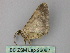  ( - BC ZSM Lep 26062)  @12 [ ] CreativeCommons - Attribution Non-Commercial Share-Alike (2010) Unspecified SNSB, Zoologische Staatssammlung Muenchen